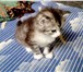 Фото в Домашние животные Отдам даром Отдам 2 - х котят в добрые руки 2 - х месячные, в Калининграде 0