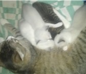 Изображение в Домашние животные Отдам даром 2 котенка девочки возраст 2 месяца в Ликино-Дулево 0