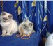 Подаются котята RagDoll (кошка-кукла) 2120578 Рэгдолл фото в Екатеринбурге