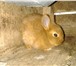Изображение в Прочее,  разное Разное Продам новозеландских красных кроликов. Самки в Минске 200 000