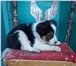 Фото в Домашние животные Отдам даром Шла со школы и нашла это чудо, стало очень в Барнауле 0