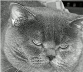 Foto в Домашние животные Вязка Британский кот голубого окраса приглашает в Чебоксарах 1 000