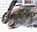 Изображение в Домашние животные Грызуны Кролики породы: фландр, белый великан, шиншила, в Белгороде 0