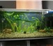Фотография в Домашние животные Рыбки Аквариум сделан из стекла, толщина стенок в Нижнекамске 7 000