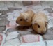 Foto в Домашние животные Другие животные продается два мальчика породы селф,рожденные в Москве 1 500