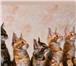 Предлагаются шикарные котята породы Мейнкун 5009057 Мейн-кун фото в Санкт-Петербурге