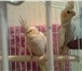 Foto в Домашние животные Птички попугай карела молодые окрас пепельно-чашуйчатый в Москве 2 000