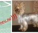 Фотография в Домашние животные Стрижка собак Модельные ,гигиенические, купание, уход за в Новороссийске 0