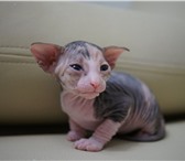 Продаются котята донского сфинкса рожденных 17,  02,  13 года 161537  фото в Воронеже