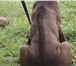 Щенки родезийского риджбека (4, 5 мес,) ,  Профессионально выращены,  Документы РКФ, прививки, с отл 65143  фото в Москве
