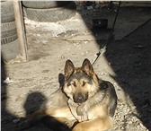 Фото в Домашние животные Потерянные помогите!пропала собака.немецкая овчарка, в Магнитогорске 0