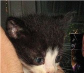 Отдам хорошего милого котенка, Здоров, Прыгает бегает кушает:) черно - беленький, :) очень миленьий 69597  фото в Владивостоке
