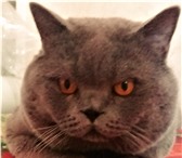 Изображение в Домашние животные Вязка Вязка с котом Скоттиш-страйт (ушки прямые)Кот в Москве 2 000