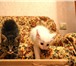 Фото в Домашние животные Отдам даром Отдам котят в добрые руки. Возраст 1 месяц в Ангарске 0