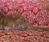 Котенок Мейн Кун красный солид 2247259 Мейн-кун фото в Екатеринбурге
