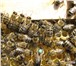 Foto в Домашние животные Другие животные Продажа пчелопакетов ,комплектации 3+1(3 в Красноярске 3 000
