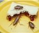 Foto в Help! Разное Рыжий таракан (blattella germanica) имеет в Орле 0