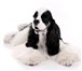Фото в Домашние животные Стрижка собак Приведу в порядок Вашего четвероногого любимца, в Астрахани 0
