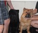 Фото в Домашние животные Вязка собак Ищем девочек) Мы хорошо сложены, воспитаны. в Тюмени 0
