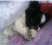 Foto в Домашние животные Вязка собак Кобель пекинеса,  окрас черно-белый,  возраст в Мурманске 10