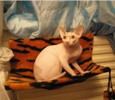 Фотография в Домашние животные Товары для животных Меховые гамаки для кошек на батареи Изготовим в Новосибирске 500