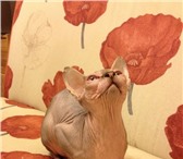 Изображение в Домашние животные Вязка Молодой котик породы канадский сфинкс приглашает в Зеленоград 2 000