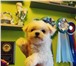 Продается щенок породы болонка мальтезе 137436  фото в Калининграде