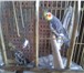 Изображение в Домашние животные Птички ПРОДАМ--- Кореллы или Нимфы -Cockatiels (Nymphicus в Москве 5 000