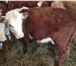 Фото в Домашние животные Другие животные Продаем 30 голов бычков породы Герефорд (самая в Магнитогорске 165