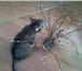 Фотография в Домашние животные Вязка Красивая беспородистая серая кошка ищет простого в Ульяновске 200