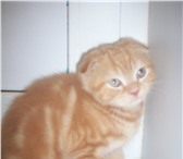 Красивые шотландские котятки от родителей-чемпионов! 142205  фото в Тюмени
