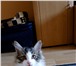 Фотография в Домашние животные Отдам даром Ласковый пушистый котёнок ищет хозяев. Девочка, в Улан-Удэ 0
