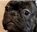 Фотография в Домашние животные Вязка собак Предлагаю для вязки кобеля французского бульдога в Тюмени 16 000