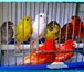 Фото в Домашние животные Птички Канарейку купить,  продам (самцы) певчие, в Москве 0
