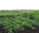 Фотография в Недвижимость Продажа домов Продается кирпичный дом в центре села Покровское в Екатеринбурге 1 300 000