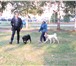 Foto в Домашние животные Услуги для животных Профессиональная дрессировка собак по курсам в Ярославле 200