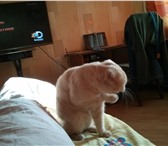 Фото в Домашние животные Вязка красивый кот ищет дружбы с кошкой в Москве 2 000