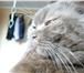 Фото в Домашние животные Вязка Пылающий любовью кот приглашает даму в гости. в Зеленоград 1