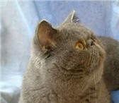 Фотография в Домашние животные Вязка Экзотический клубный кот (плюшевый перс), в Москве 3 000