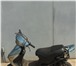 Фото в Авторынок Скутер продам или поменяю на велосипед скутер. Поршневую в Тольятти 10 000