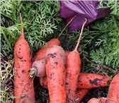 Foto в Прочее,  разное Разное Где взять ровную, гладкую, сочную морковь в Москве 15