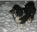 Фото в Домашние животные Отдам даром Отдам небольшую собачку,  40 см в холке в в Новосибирске 0