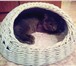 Изображение в Домашние животные Товары для животных Лежанка для кошки. Лёгкая, практичная, нетоксичная. в Чебоксарах 1 200