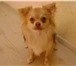 Фотография в Домашние животные Вязка собак Кобель для вязки, порода Чихуа - хуа, не в Магнитогорске 0