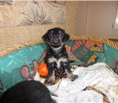 Foto в Домашние животные Отдам даром Отдам в добрые руки двух щенков от небольшой в Красноярске 1