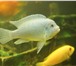 Фото в Домашние животные Рыбки Рыбы Цихлиды: Голубая зебра 13 см, ауратус в Комсомольск-на-Амуре 100