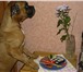 Foto в Домашние животные Вязка собак Желательно  срочно нужна  для вязки  собачка-девочка в Новосибирске 500