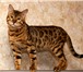 Фото в Домашние животные Вязка Крупный развязанный кот с окрасом крупная в Челябинске 4 000