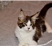 Продам котят породы мейн кун 4268119 Мейн-кун фото в Улан-Удэ