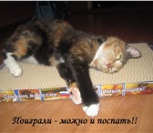 Фотография в Домашние животные Товары для животных Внимание! Акция! Когтеточки «Когтедралка в Москве 150